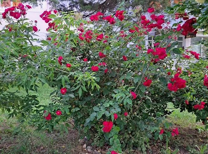 Апартаменты La Mare *